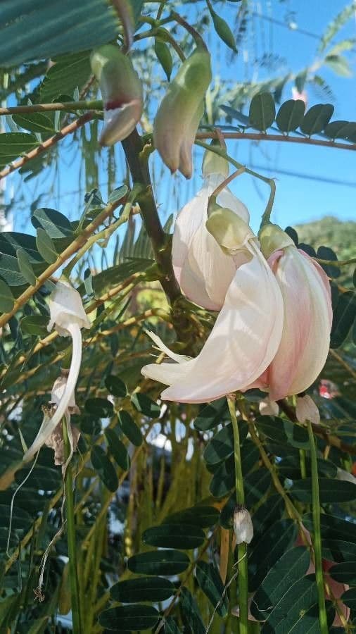 Sesbania grandiflora 8