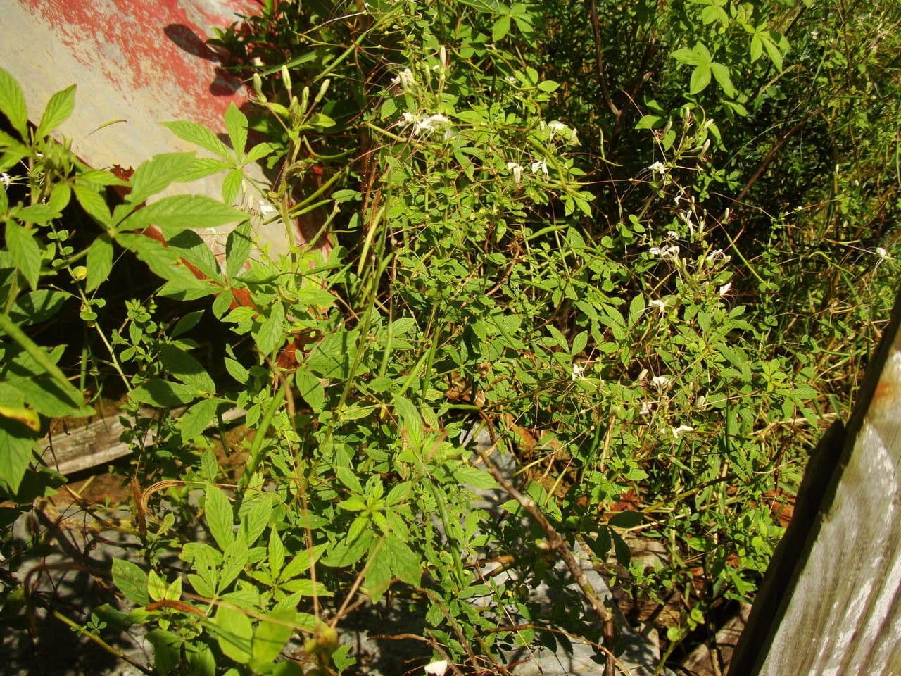 Pavučinkový kvet 14