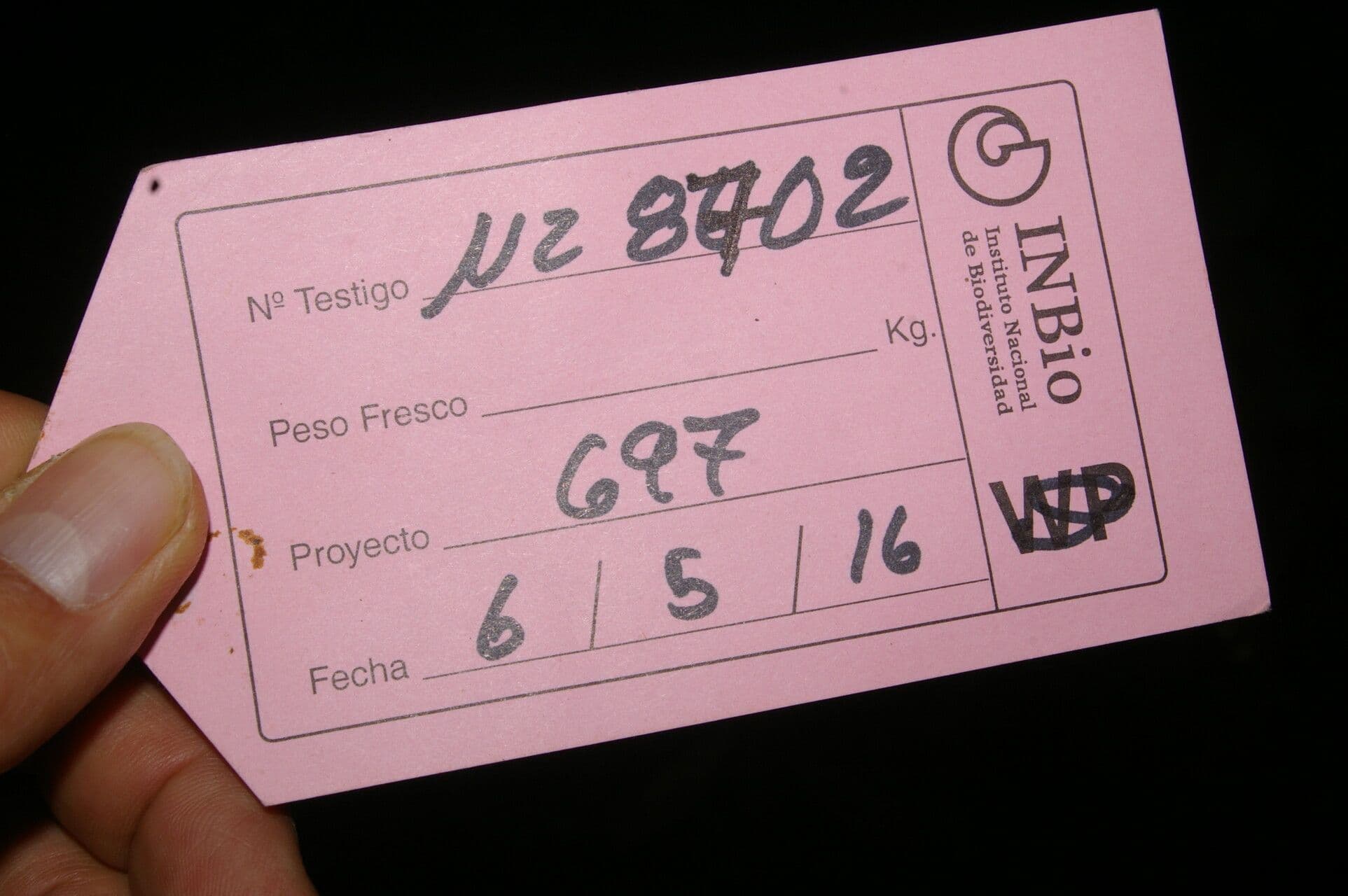 Symplocos 12