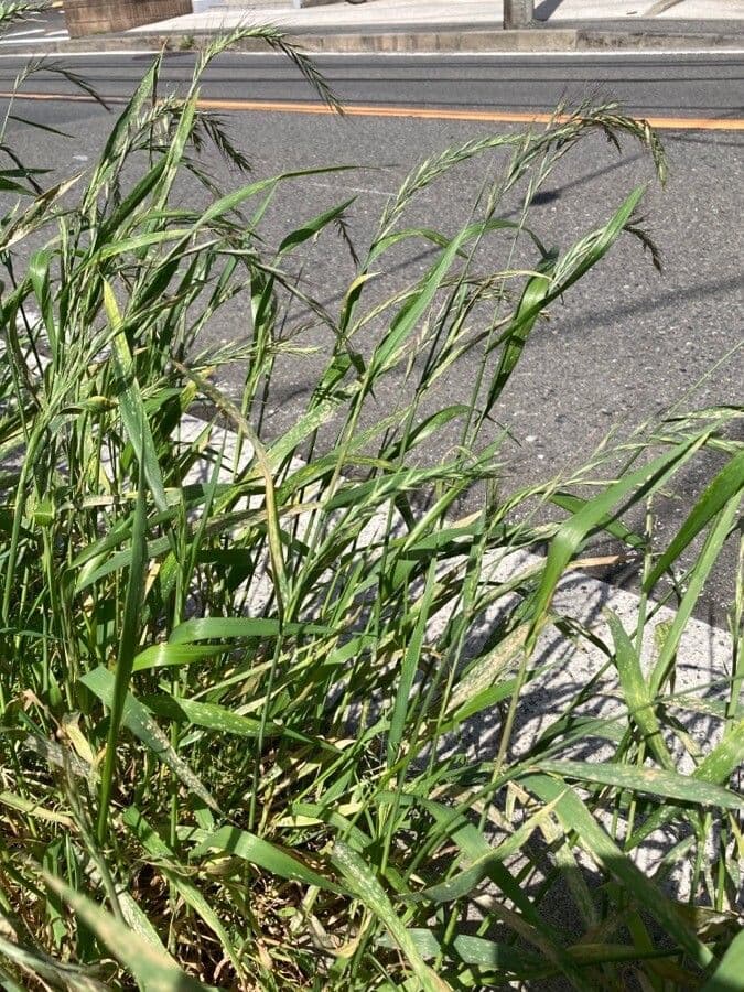 Elymus tsukushiensis 2