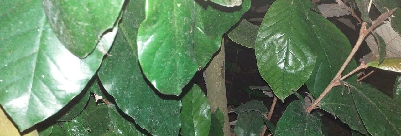 Trichocladus 5