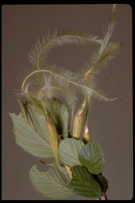 Cercocarpus montanus 2
