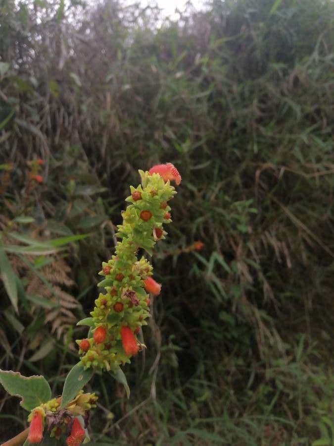 Kohleria spicata