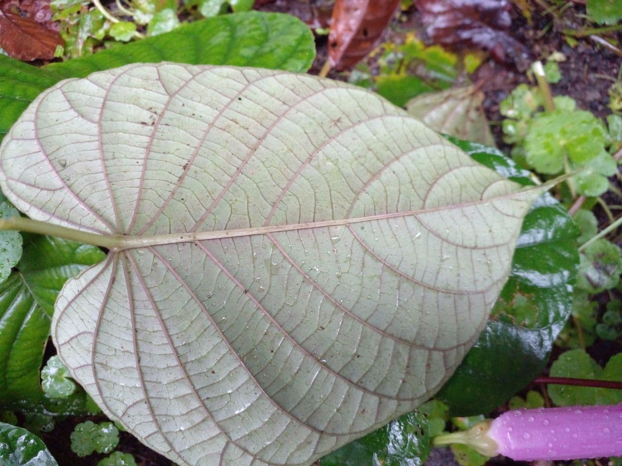 Ipomoea philomega 17