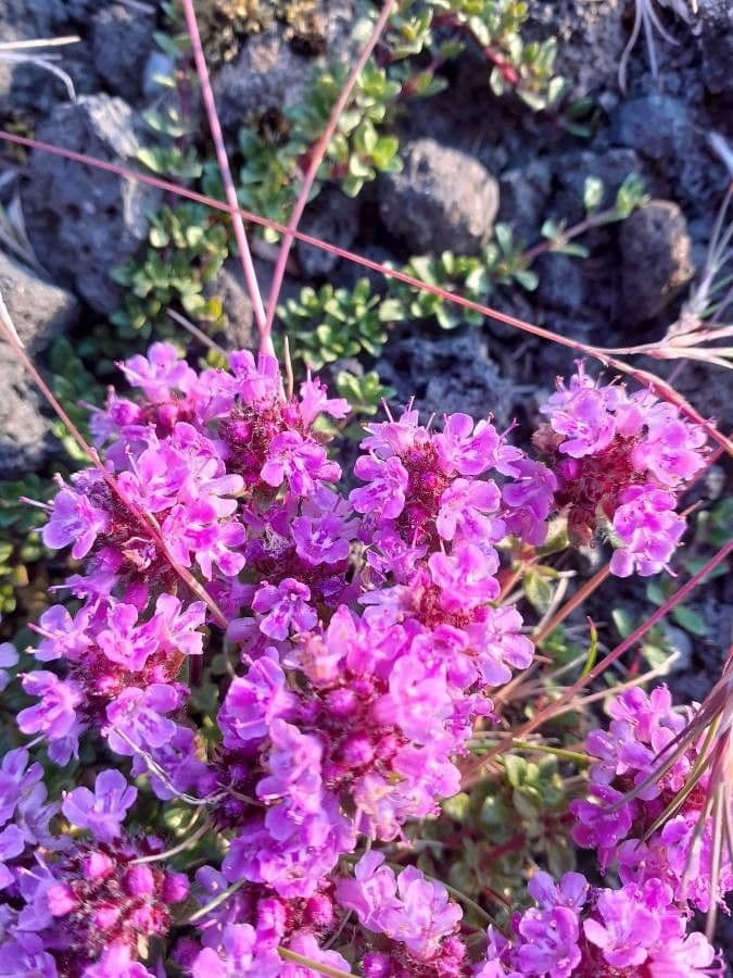 Frühblühender Thymian 5