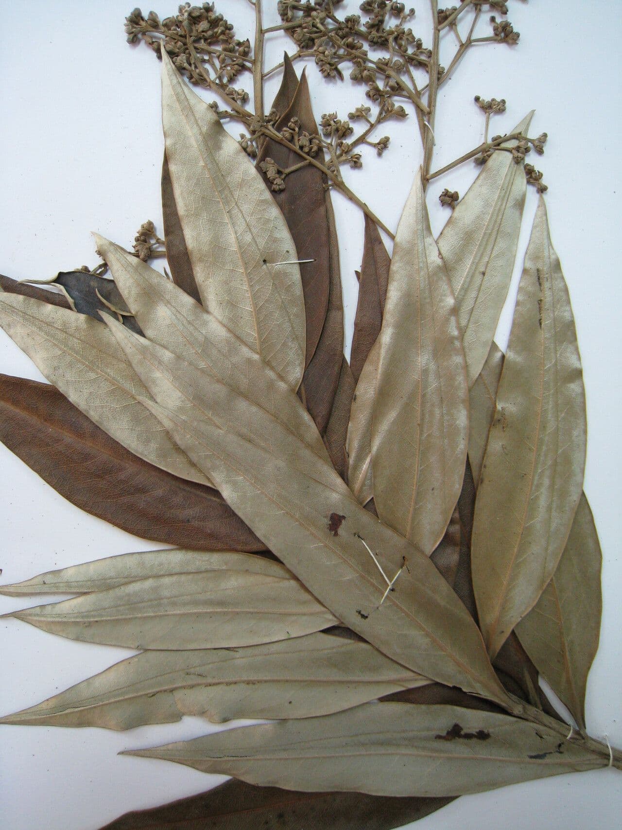 Ocotea 7
