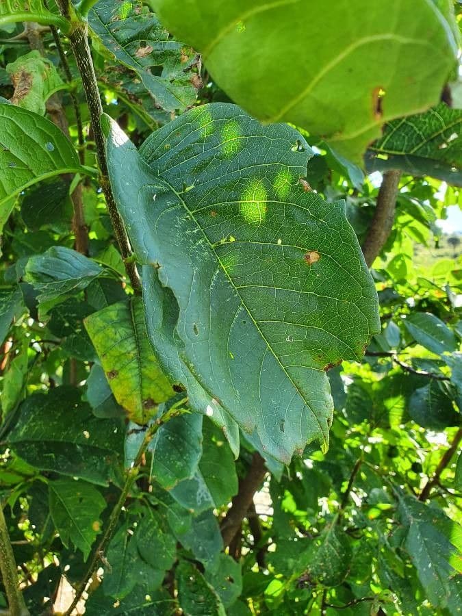 Vangueria madagascariensis 17