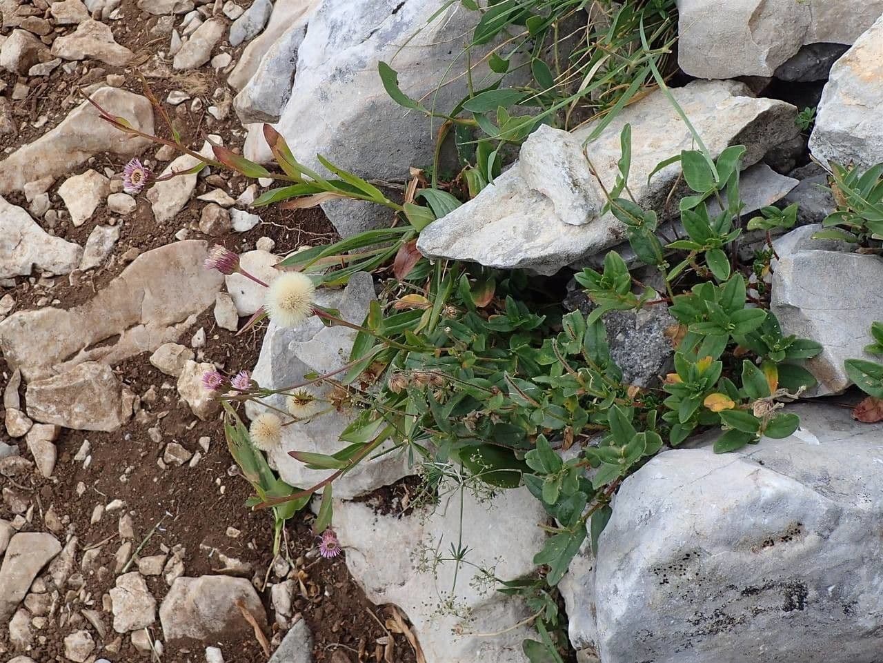 Erigeron alpino 12