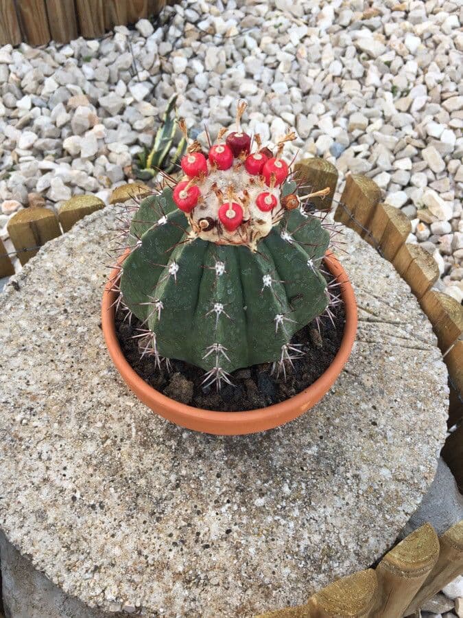 Melocactus 16