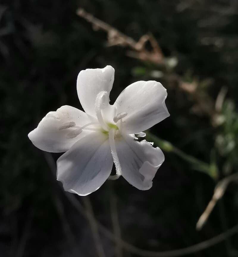 Garofano 2