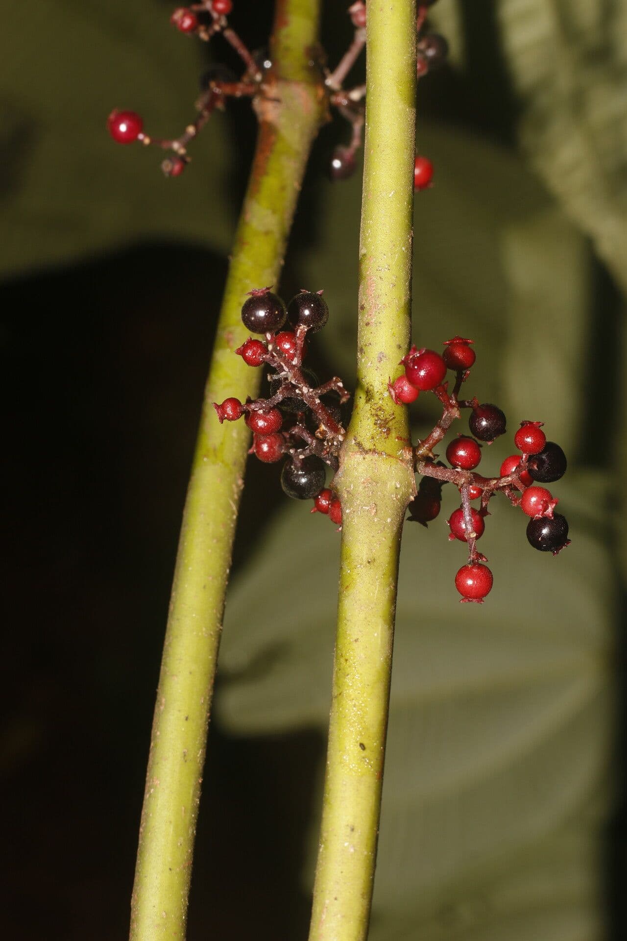 Miconia 3