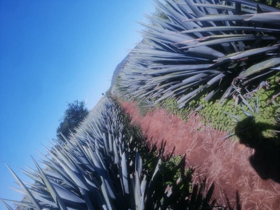 Tequila-Agave 3