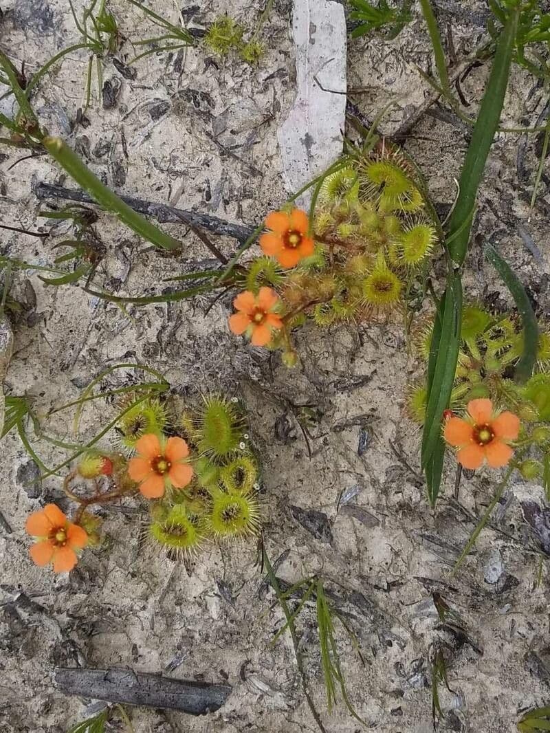 Drosera glanduligera