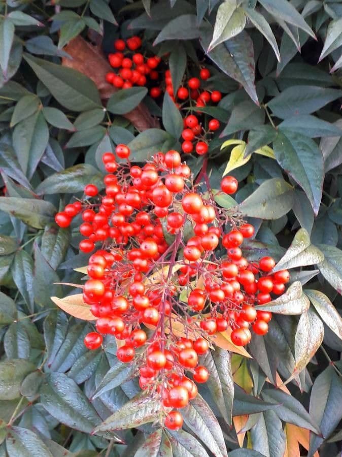 Nandina 5