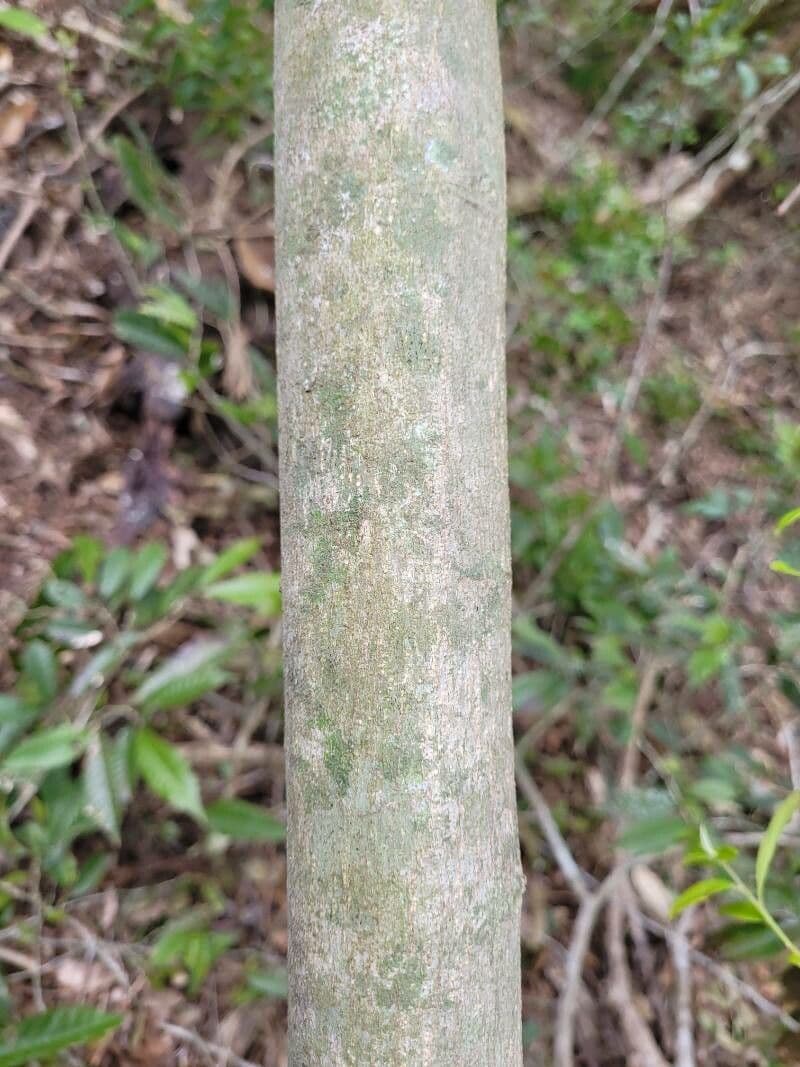 Sorocea Bonplanda 4
