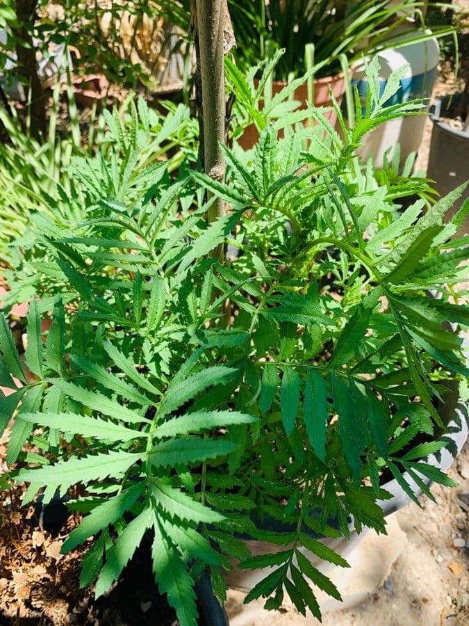 Tagetes minuta 19
