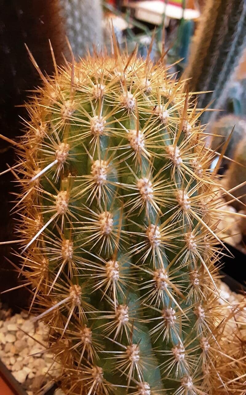 Weberbauerocereus 2