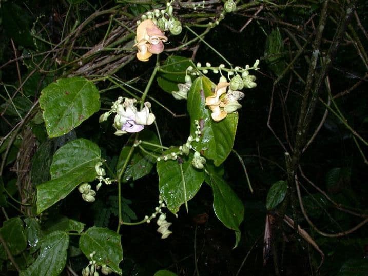 Cochliasanthus 24