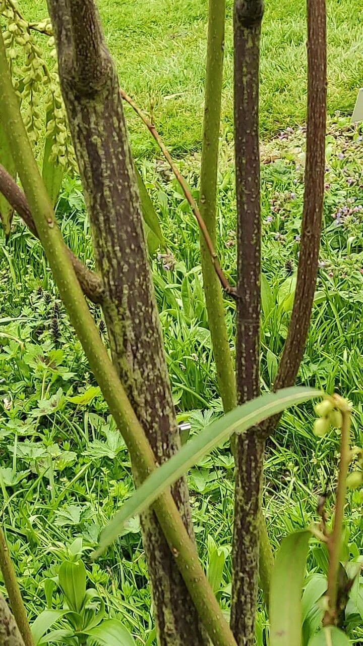 Stachyurus 12