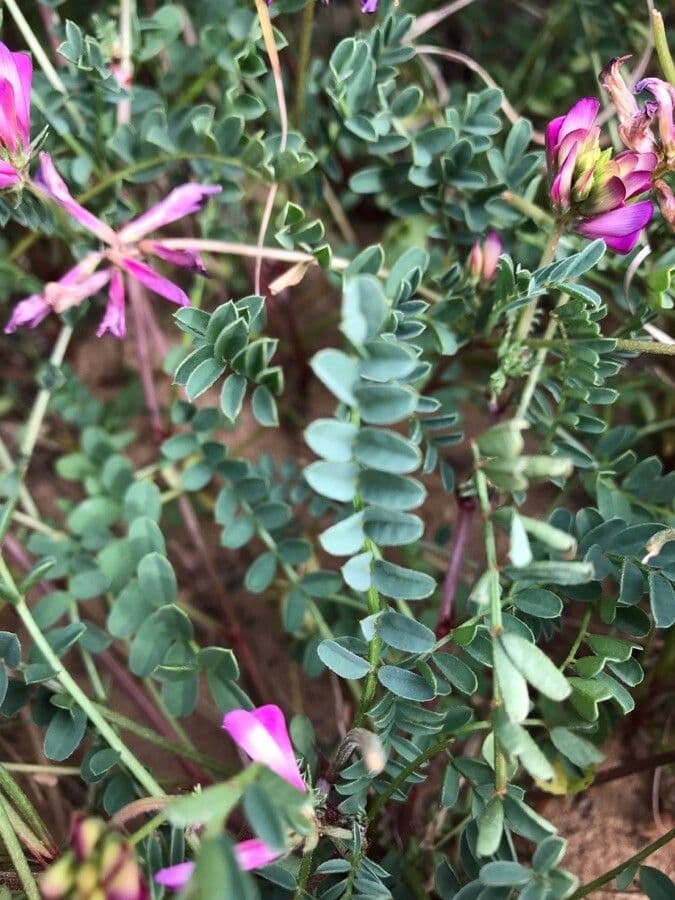 Silene 16