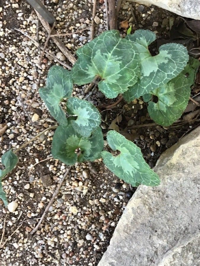 Ciclamino greco 13