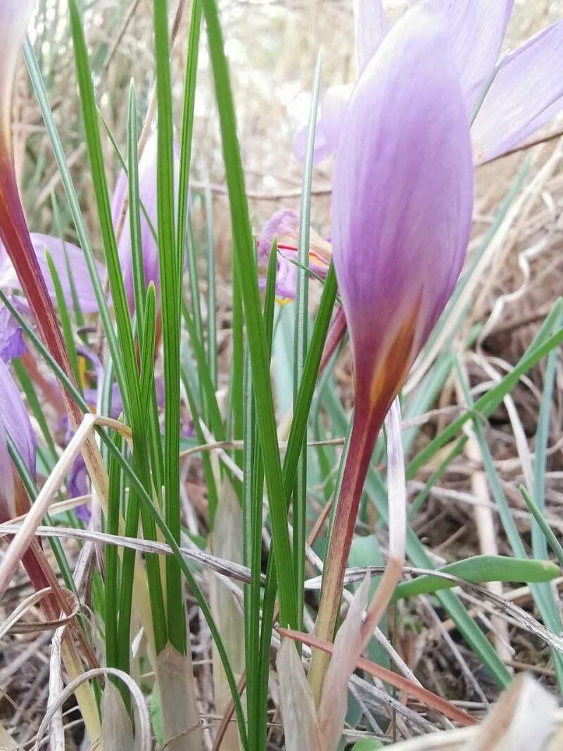 Krokus 11