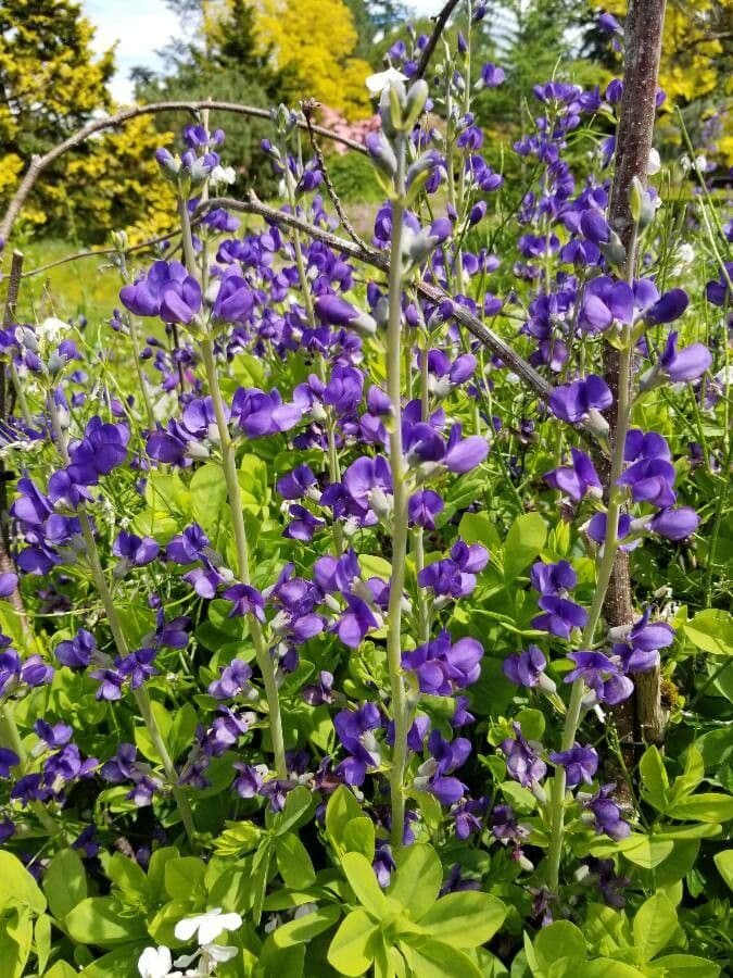 Baptisia 11