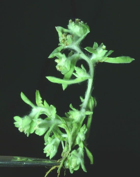 Gnaphalium 16