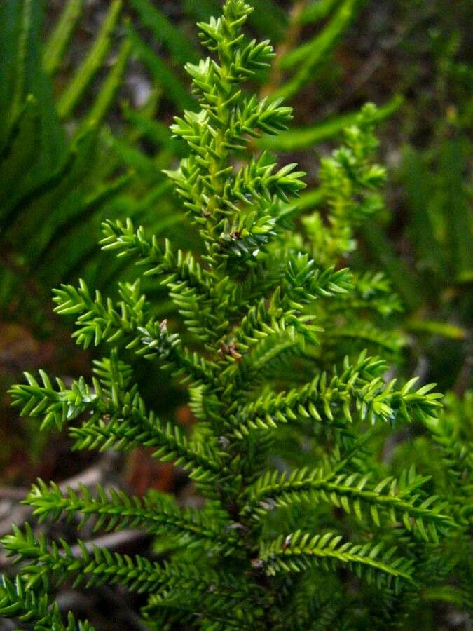 Pilgerodendron chilský 12