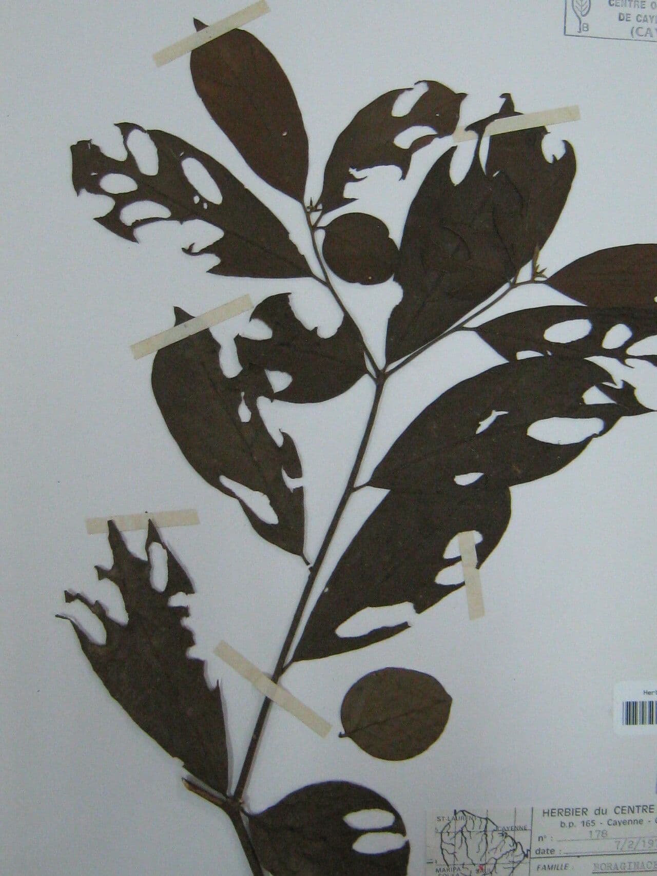 Cordia 2