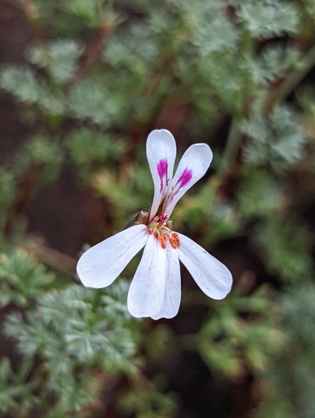 Geranium 5