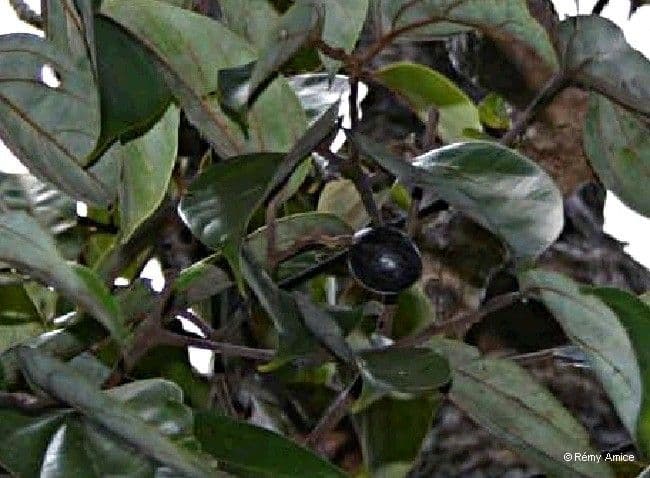 Cryptocarya