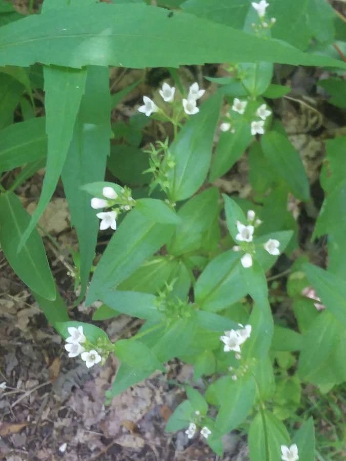 Houstonia purpurea 5