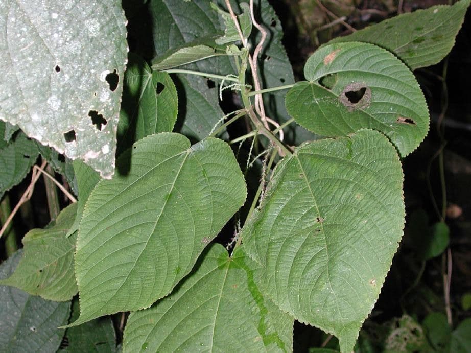 Acalypha villosa 4