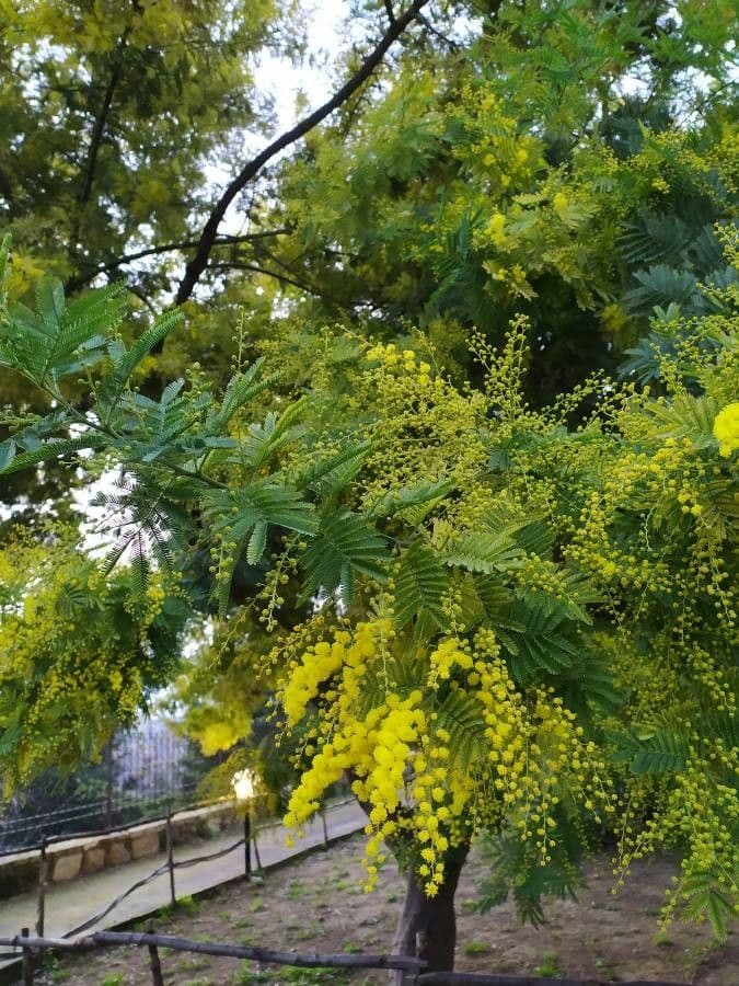 Mimosa 29