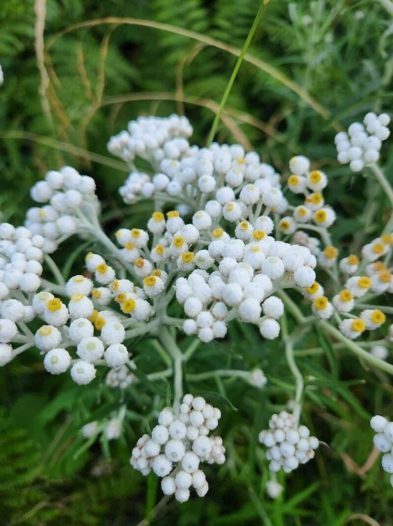 Anaphalis 4
