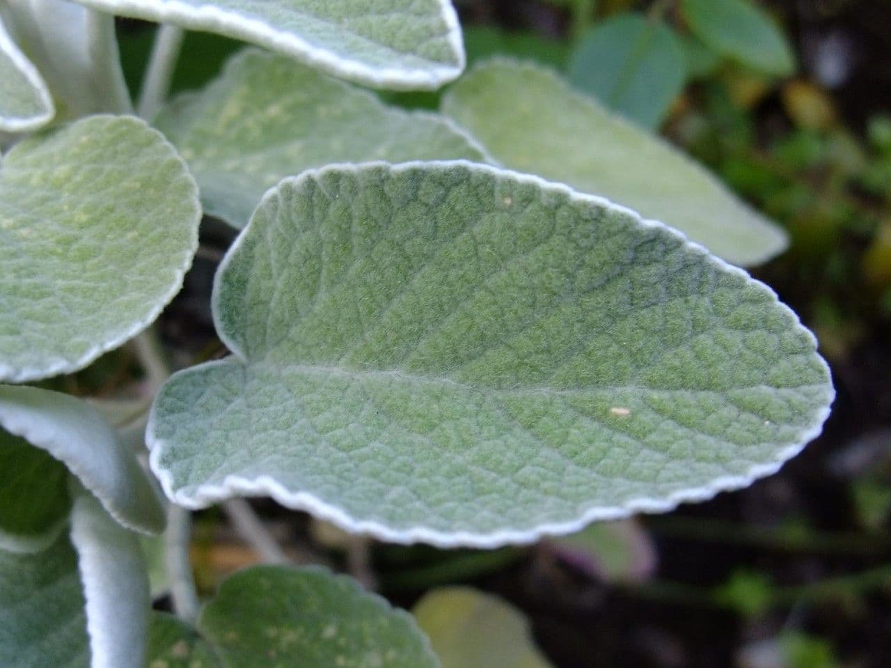 Sideritis 13