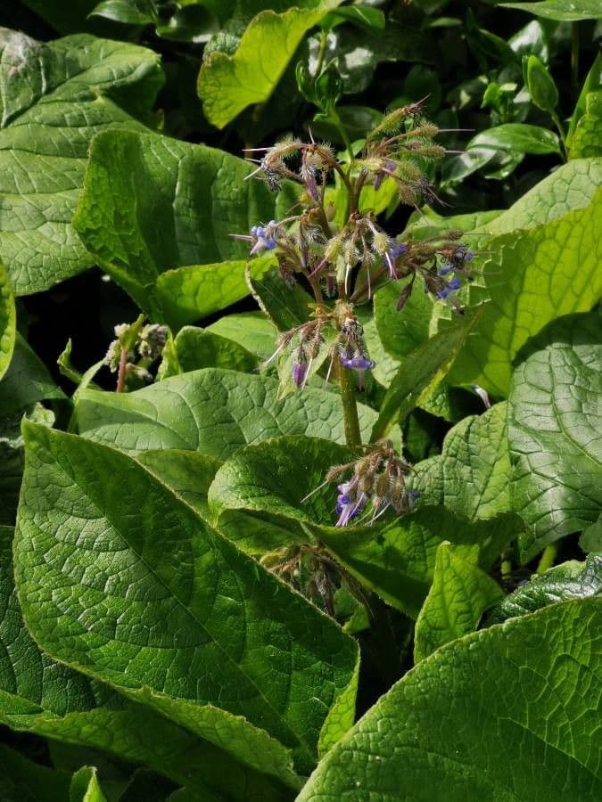 Trachystemon d'Orient 7