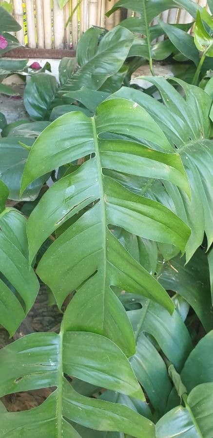 Monstera lahodná 27