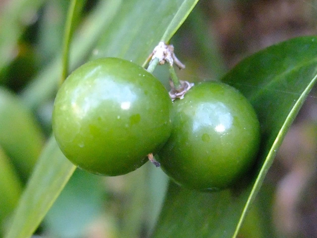 Semele 2