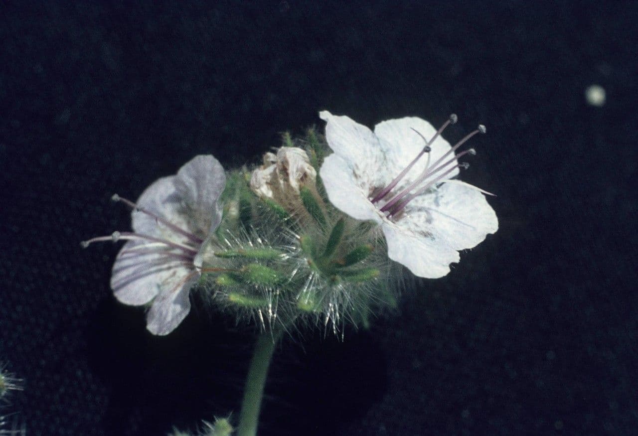 Fackelblume 5