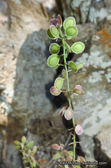 Thysanocarpus laciniato 3