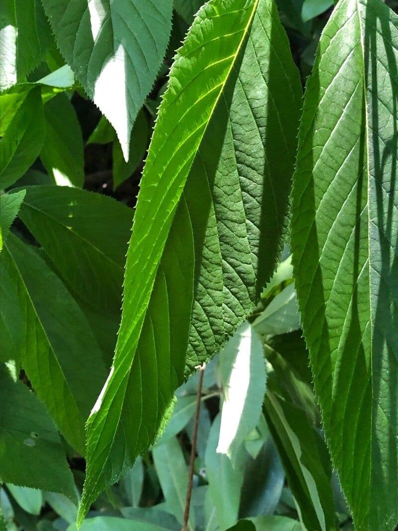 Clethra 14