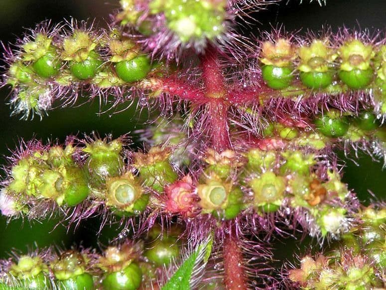 Miconia