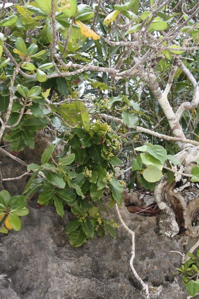 Syzygium