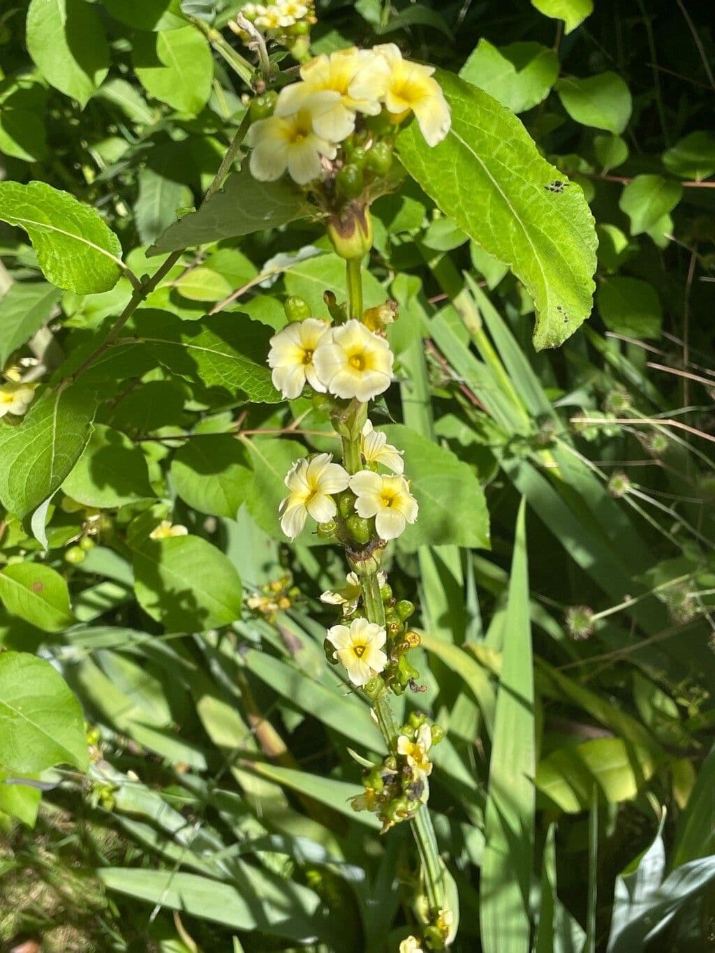 Sisyrinchium striato 12