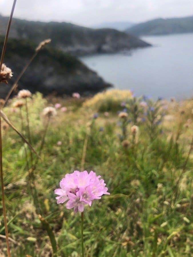 Armeria 5