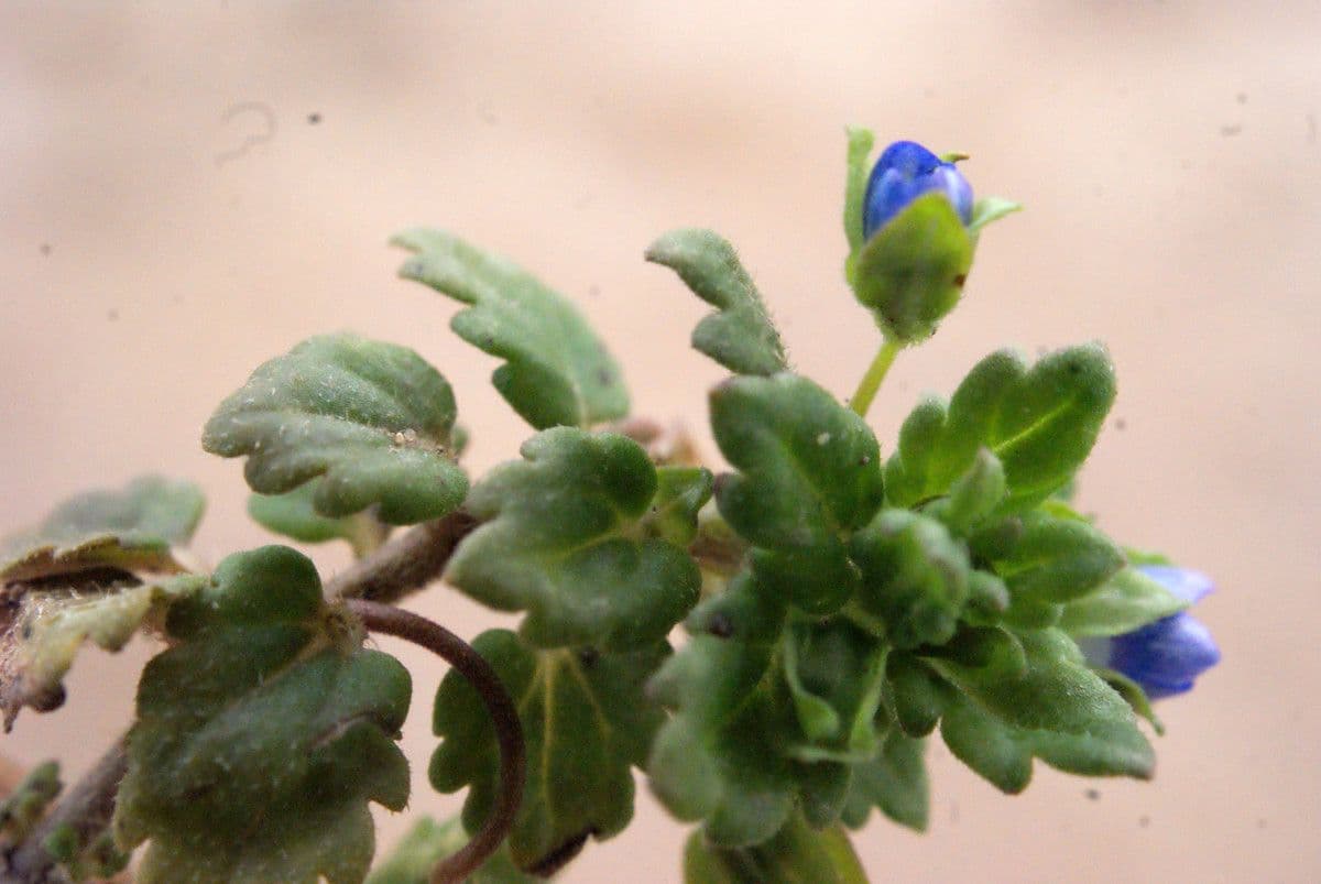 Veronica lucida 27
