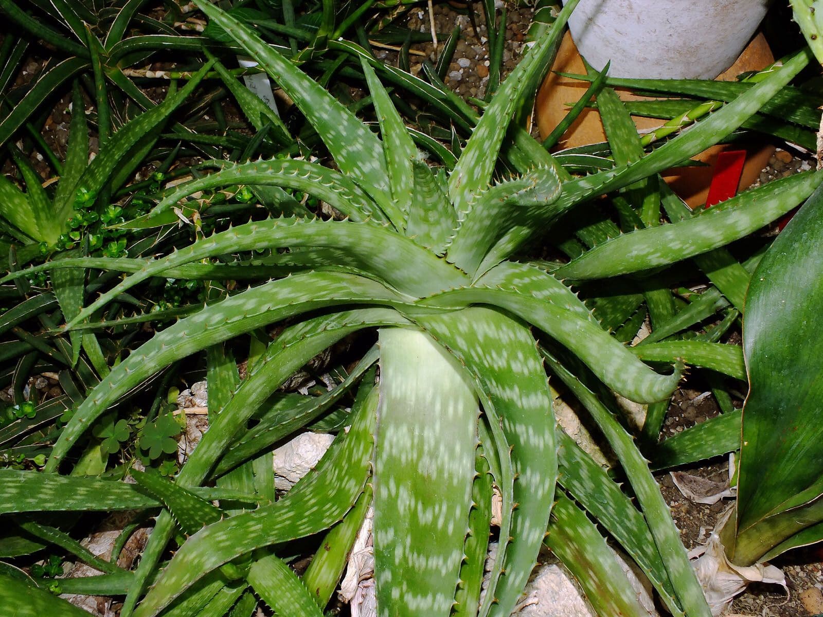 Aloe di Greathead 4
