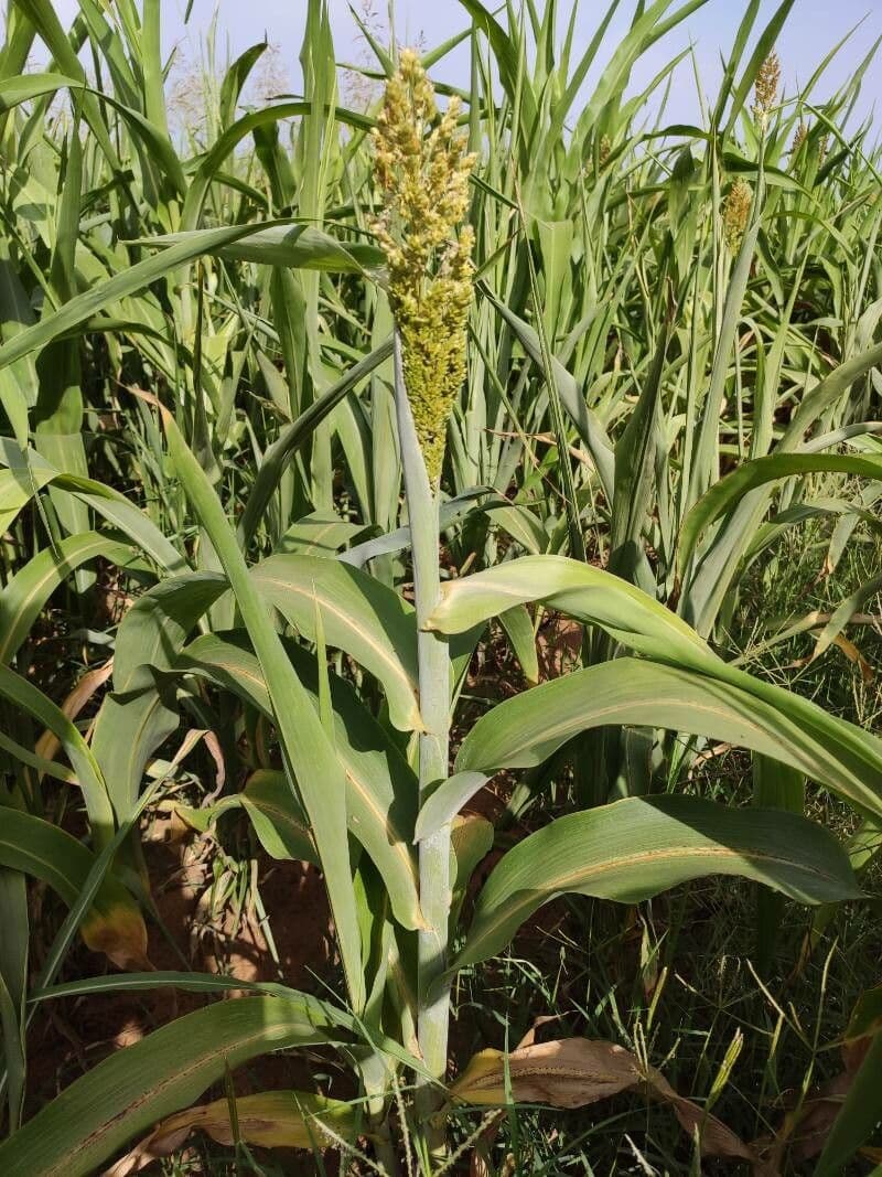 Sorgo 13